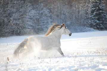 Image showing Grey andalusian horse through gallops the snow