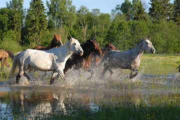 Image showing Flock of horses in splashes