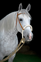 Image showing grey orlov trotter horse on black