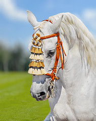 Image showing grey andalusian horse spanish decoration