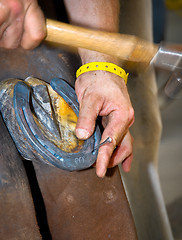 Image showing Farrier at work - shoeing the horse