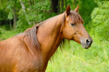 Image showing Portrait of a beautiful Red hack stallion