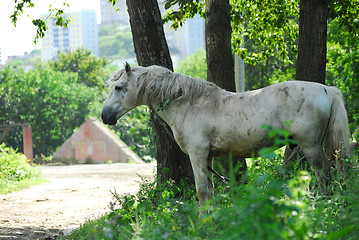 Image showing Old beneficent horse