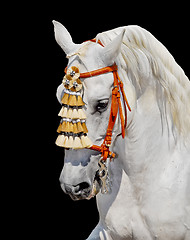 Image showing grey andalusian horse spanish decoration