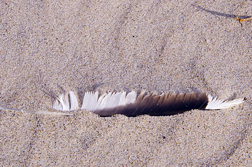 Image showing Bird quill in the sand. Natural sea view. 