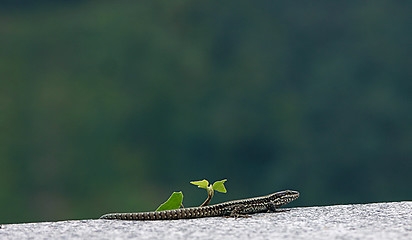 Image showing lizard