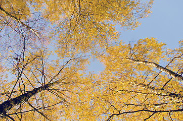 Image showing Yellow birch leaf tip. Natural autumn centerpiece. 