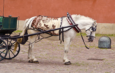 Image showing Antique carriage harnessed with white horse. Wedding. 