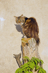 Image showing Cat sitting on cut tree on background of wall. 