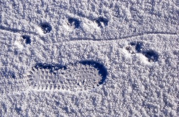 Image showing Traces on snow 