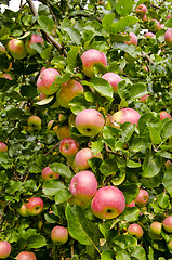 Image showing Apple branch ripe fruit. Nature autumn gifts.