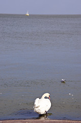 Image showing Swan sits above the water and gull swim near. 