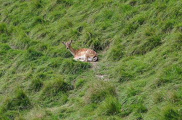 Image showing spotty deer