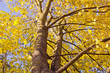 Image showing Maple trunk and yellow leaves in autumn. 