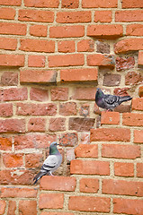 Image showing Pair of pigeons sitting on ancient red brick wall. 