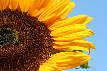 Image showing Sunflower before blue Sky