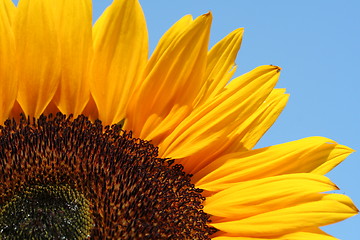 Image showing part of sunflower before a blue sky