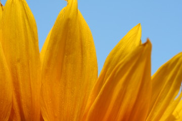 Image showing detail of Sunflower