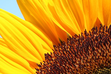 Image showing part of sunflower before a blue sky