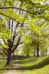 Image showing Long lived tree alley in the spring.  