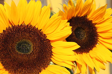 Image showing Two sunflowers