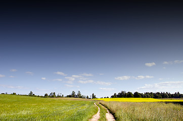 Image showing Gravel road betwwen rape field and meadows. 