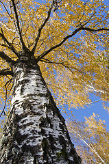 Image showing Autumn birch trunk branches and colored leaves. 