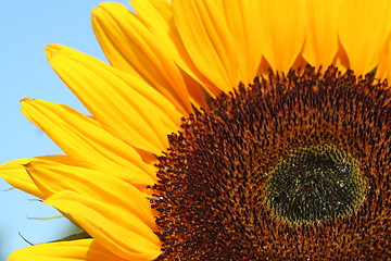 Image showing part of sunflower before a blue sky