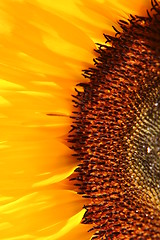 Image showing half of Sunflower