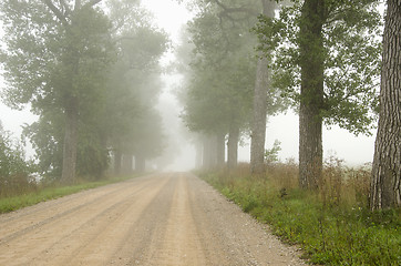 Image showing Foggy gravel road surrounded by old trees alley.