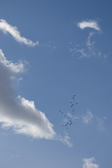 Image showing Birds migrating to warm regions. 