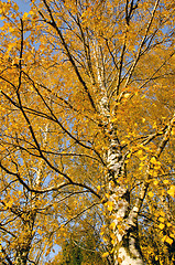 Image showing Autumn birch branches. Dramatical seasonal changes 