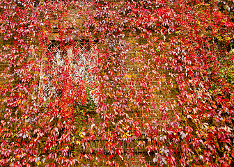 Image showing Colorful creepers covers wall made of concrete. Autumn colors. 