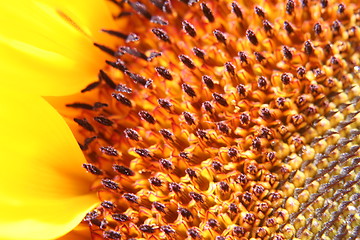Image showing close up of sunflower