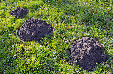 Image showing Moles dig mole-hills in meadow. Parasitic animals. 