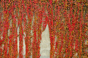 Image showing Colorful creepers covers wall made of concrete. Autumn colors. 