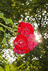 Image showing Bunch of red natural roses growing in garden. 