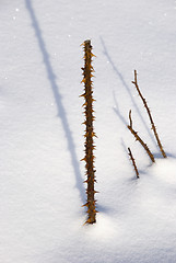 Image showing Thorny rose stem upstanding from snow. 