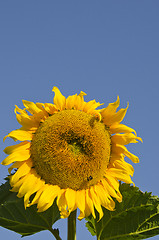 Image showing Ripe sunflower head and bumblebee. 