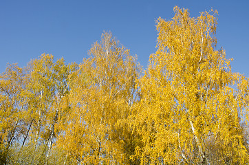 Image showing Yellow forest birch leaf top. Autumn beauty. 