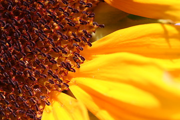 Image showing Sunflower