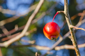 Image showing Small red apple hanging on the apple tree branche. 