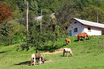 Image showing country life