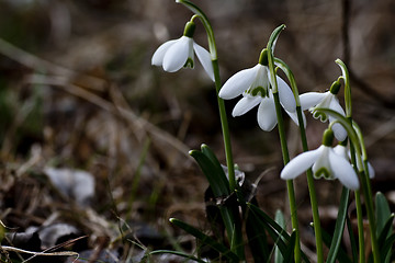 Image showing snowdrops