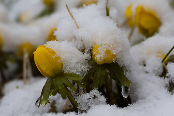 Image showing winter aconites