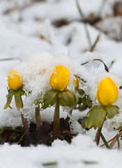 Image showing snowcovered aconites