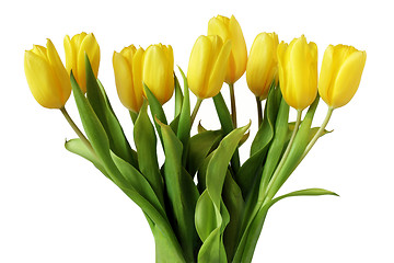 Image showing Yellow Tulips