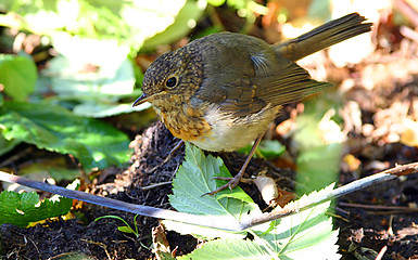 Image showing titmouse