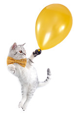Image showing cat kitten silver tabby flying with a golden balloon