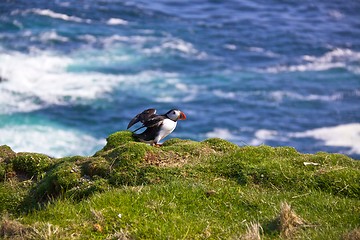 Image showing Atlantic Puffin spreading wings